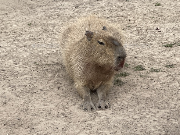 Capybara - Stock Photo - Images