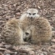 Meerkats - PhotoDune Item for Sale