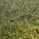 clump of green submerged grass in a fresh water lake - PhotoDune Item for Sale