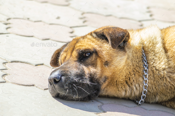Stray dog sleeps in sun on playground in park. Sunny summer day. Side view.  Copy space. Stock Photo by essffes