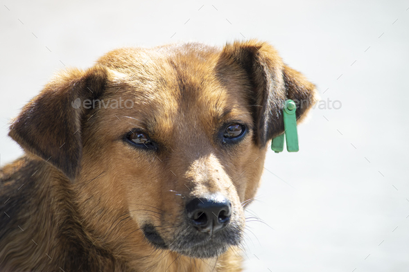 Portret dog on the playground. There\'s a veterinary label in your ear. Sunny summer day. Front view.