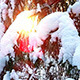 Sun Lighting Through Spruce Tree - VideoHive Item for Sale