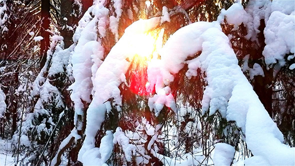 Sun Lighting Through Spruce Tree