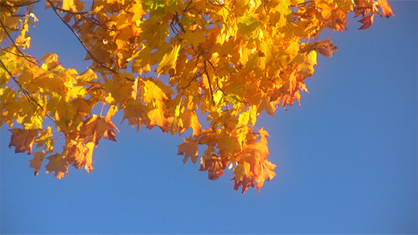 Autumn Leaves Against  Blue Sky