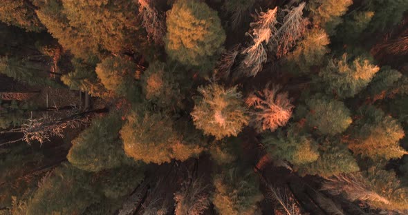 Remote and Wild Area of the Sequoia and Kings Canyon National Parks. alt