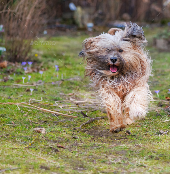 Tibetan terrier dog running in the garden - Stock Photo - Images