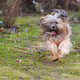 Tibetan terrier dog running in the garden - PhotoDune Item for Sale
