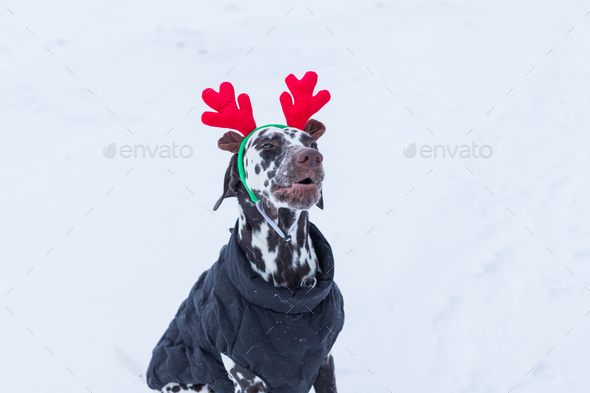 New year and Christmas concept with Dog wearing reindeer antlers headband against snow background