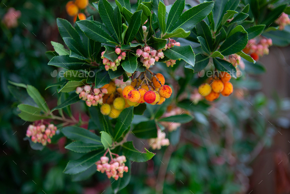 Arbutus and their flowers in a park - Stock Photo - Images