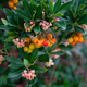 Arbutus and their flowers in a park - PhotoDune Item for Sale
