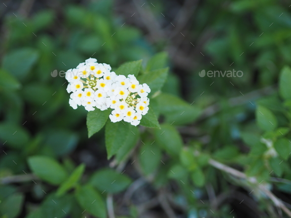 White flower Lantana camara, Verbenaceae semi pointed shrub pointed leaf edge sawtooth blooming