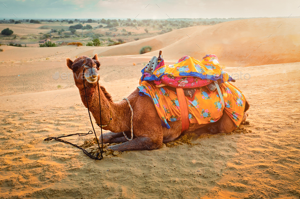 Indian camel in sand dunes of Thar desert on sunset. Jaisalmer, Rajasthan, India - Stock Photo - Images
