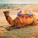 Indian camel in sand dunes of Thar desert on sunset. Jaisalmer, Rajasthan, India - PhotoDune Item for Sale