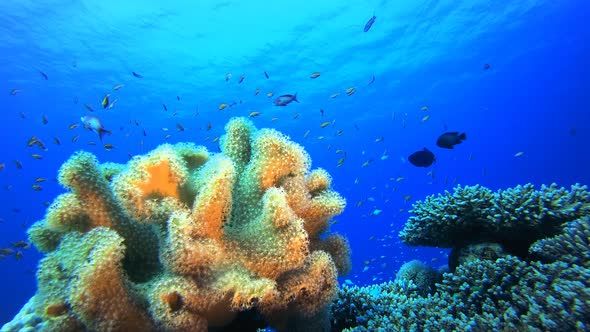 Reef Coral Garden Underwater Life alt