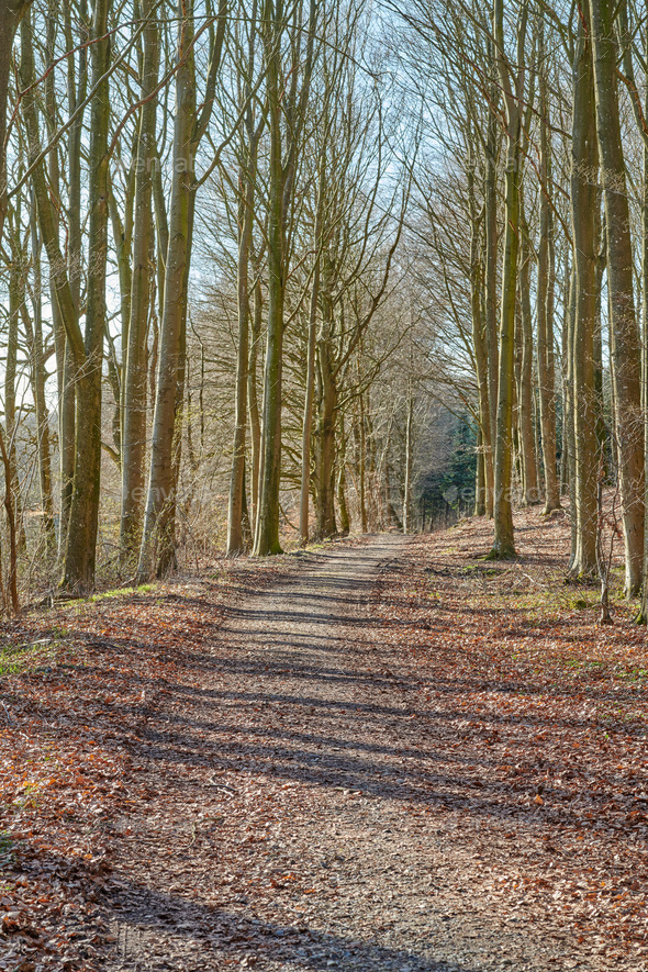 The forest. The forest in late winter - early spring. Stock Photo by  YuriArcursPeopleimages