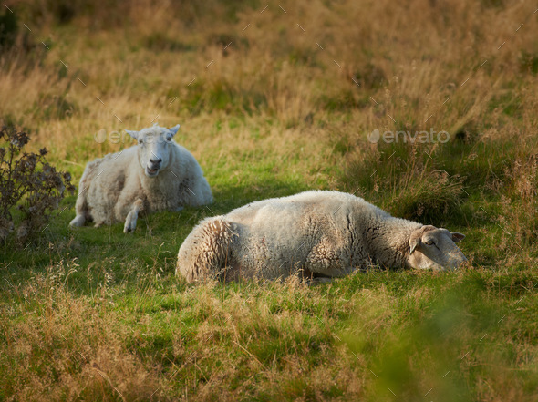 I am a sheep - what are you. Sheep in sunset at heather in Rebild National Park, Denmark.