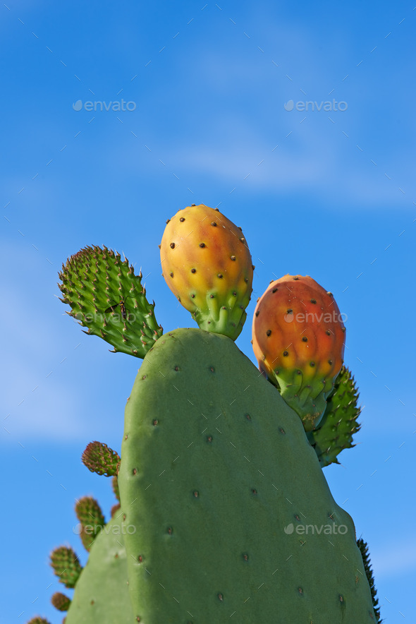 Stenocereus griseus. A closeup image of thorny cacti. - Stock Photo - Images