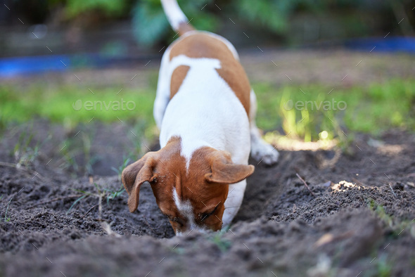 Terrier Digging Cute Dog Ethiopean Dig Soil