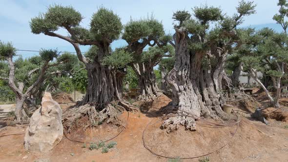 Tilt Shot of Olives Trees At Southern District Settlements Sdot Negev, Israel alt