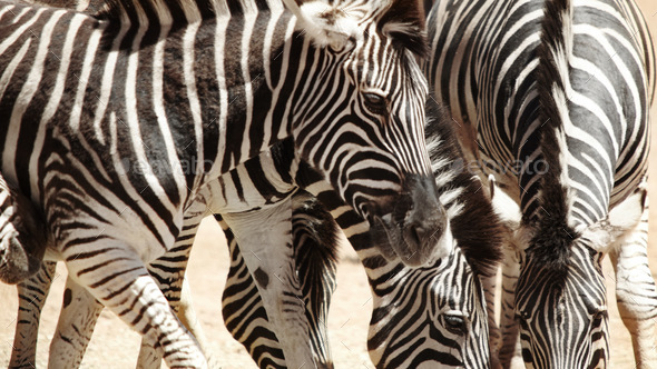 Can you tell how many zebras there are. Shot of zebras on the plains of Africa.