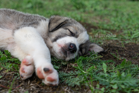 Puppy on Ground - Stock Photo - Images