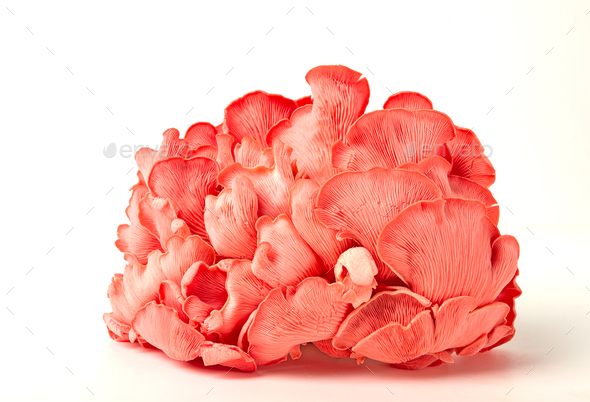 Pink oyster mushroom, bunch, close-up , raw, no people,