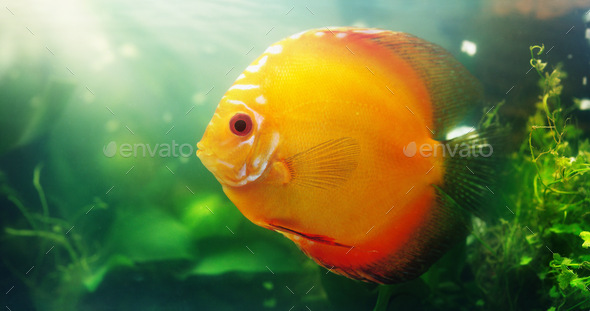Shot of a red discus in a freshwater fish tank