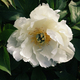 Beautiful fresh delicate white peony flowers in full bloom in the garden. - PhotoDune Item for Sale
