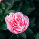 Beautiful fresh pink peony flowers in full bloom in the garden. - PhotoDune Item for Sale