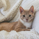 An tan cat sitting on a comfy white blanket - PhotoDune Item for Sale