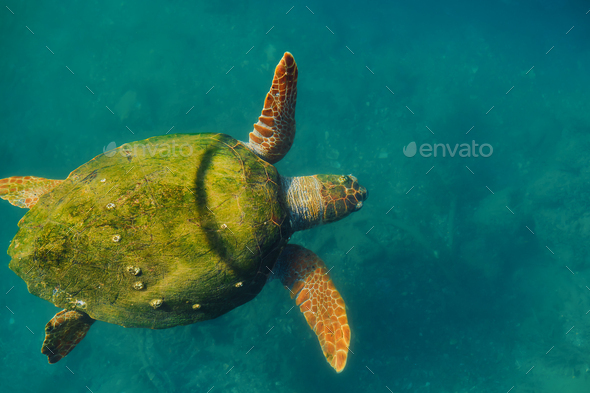 Adult Green sea turtle with shell overgrown with algae, animals Stock Photo  by edchechine