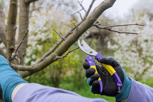 A man prunes a fruit tree branch in the spring with pruning shears.