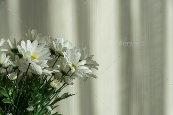 Bouquet of white chrysanthemums - Stock Photo - Images