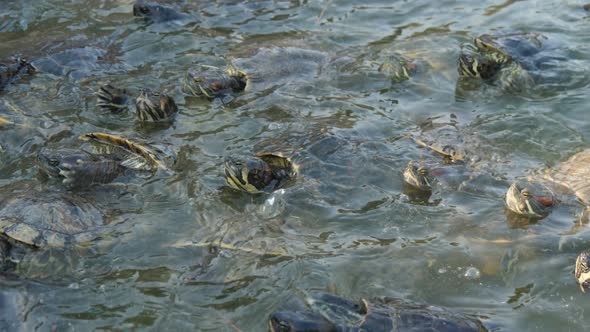 Active Small Turtles Seeking and Eating Food in Splashing Pool on a Farm in Summer 