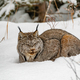 Sleepy Canada Lynx Lynx canadensis in winter snow - PhotoDune Item for Sale