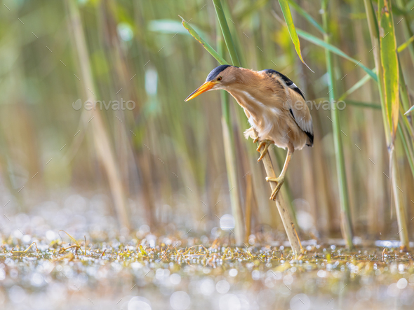 Little Bittern perched in reed - Stock Photo - Images