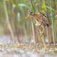 Little Bittern perched in reed - PhotoDune Item for Sale