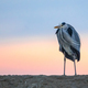 Grey heron hunting stationary in lake - PhotoDune Item for Sale