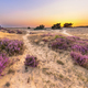 Sunset over heathland Veluwe Netherlands - PhotoDune Item for Sale