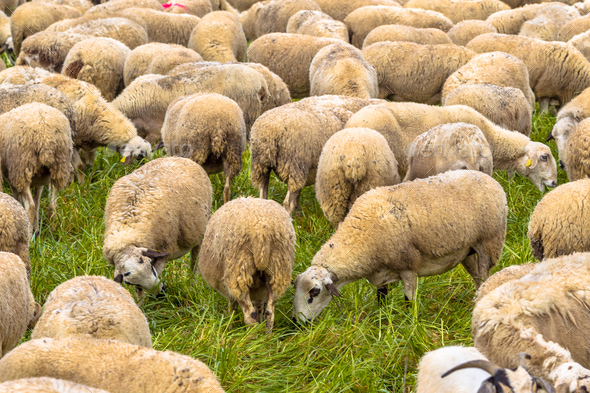 Herd of sheep grazing - Stock Photo - Images