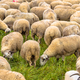 Herd of sheep grazing - PhotoDune Item for Sale