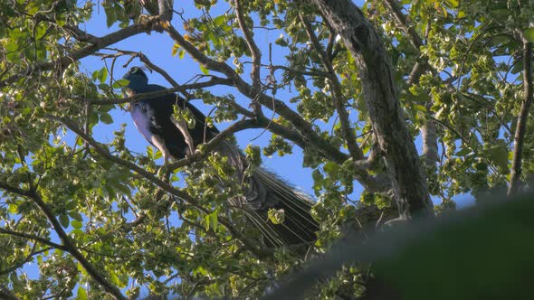 Peacock Perched on Tree Branch in Udawalawe National Park alt