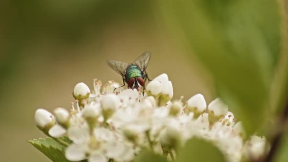 Bottle Fly Insect Sitting On Firethorn Flowers In Shallow Depth Of Field. Selective Focus Shot alt