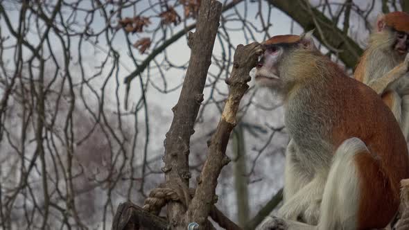 The patas monkey (Erythrocebus patas), also known as the wadi monkey or hussar monkey