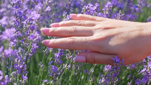 Skincare cosmetic lavender oil bottle on the lavender field. A woman's hand holds a dropper