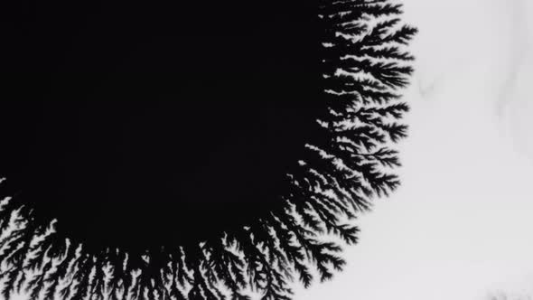 Crystal Germination alt