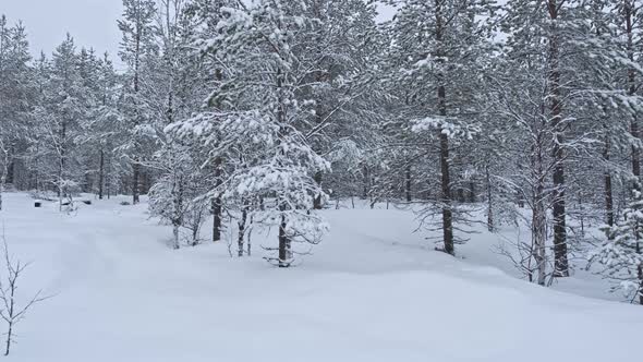 Panoramic view of a frozen forest with snow covered trees at winter
