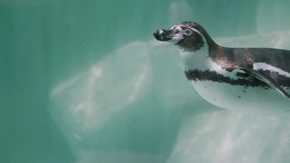 Magellanic Penguin (Spheniscus Magellanicus) In Clear Blue Waters. close up, slow motion alt