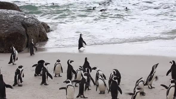 penguins at edge of ocean with waves alt