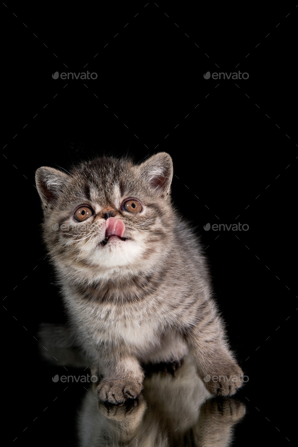 A brown exotic shorthair Persian kitten jumps on its hind legs on a dark background.